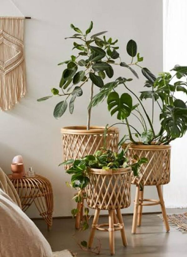 Cane Planter